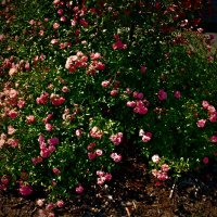 Летние этюды 56 :: Алексей Кузнецов