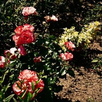 Летние этюды 60 :: Алексей Кузнецов