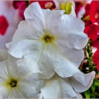 Про цветы... :: Aquarius - Сергей