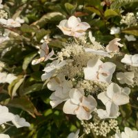 Гортензия :: Сапсан 