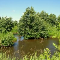 Июльское разнотравье :: Нэля Лысенко