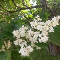 Амурская сирень :: Сапсан 