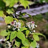 Ветка цветущей ежевики :: Veera V