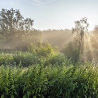 Июльским утром :: Валерий Иванович