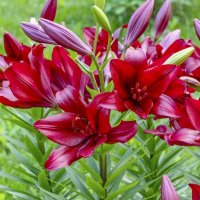 Цветут лилии :: Валерий Иванович Цветут лилии :: Валерий Иванович