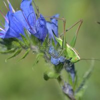 Кузнечик :: Дмитрий Шемонаев