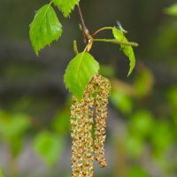 Берёза :: Константин Анисимов Берёза :: Константин Анисимов