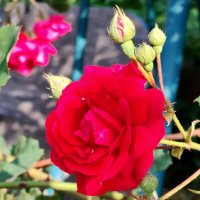 Летний, солнечный день... :: tatyana 