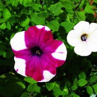 Красавицы :: Людмила Смородинская