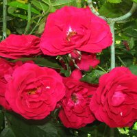 Во всей красе :: Людмила Смородинская Во всей красе :: Людмила Смородинская