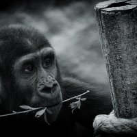 *** :: Dan Berli