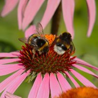 Доброе утро :: Юрий. Шмаков Доброе утро :: Юрий. Шмаков