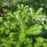 дачное :: Елена Шаламова