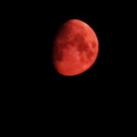 луна :: Елена Шаламова