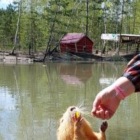 лакомка :: ИРЭН@ .