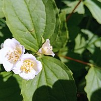 Цветы. :: Владимир Драгунский