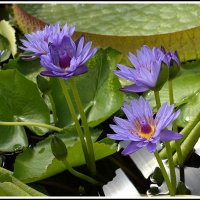 *** :: Aleksandr Gal