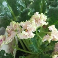 Фиалка :: Елена Семигина