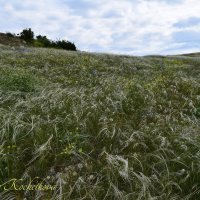 Природа Крыма :: Amazing Cosmea