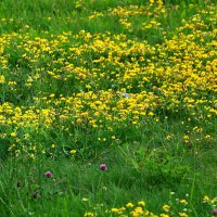 Цветущий луг :: Светлана 