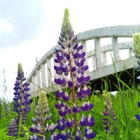 Люпины :: Сапсан 