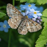 Усатая красотка :: Александр Ковальчук