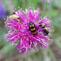 В летней столовой... :: Андрей Заломленков