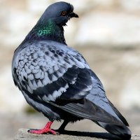 "The Natural World" (Мир Природы) :: "The Natural World" Александер