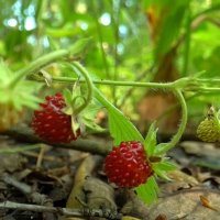 А это  земляничная  поляна  ...в Пейзаже...Надо  только наклониться... :: Игорь Пляскин