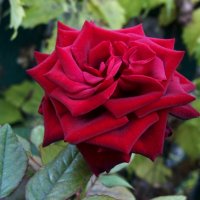 Бархатная роза :: Валентин Семчишин