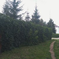 Лето, расползается. :: Игорь Солдаткин