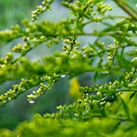 После дождя :: Татьяна Перегудова 