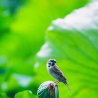 *** :: Дмитрий 