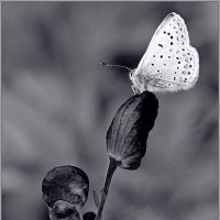 ... :: Юрий Ковшов