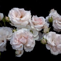 ВДНХ 10 июля :: Михаил Бибичков