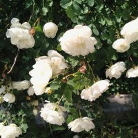 лето 2025 :: Анастасия Малыгина