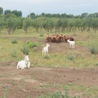 Ak Bulak. :: Murat Bukaev Ak Bulak. :: Murat Bukaev