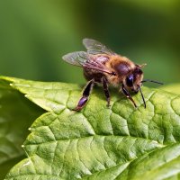 пчела :: Laryan1 