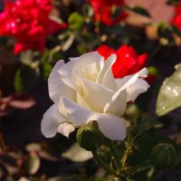 Белая роза :: Сергей Швечков