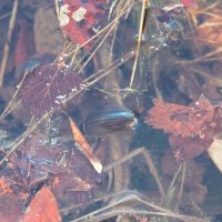 Жук плавунец. :: Мария Васильева