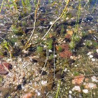 Шустрые головастики. :: Мария Васильева Шустрые головастики. :: Мария Васильева