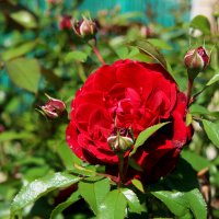 Время роз. :: Маргарита ( Марта ) Дрожжина Время роз. :: Маргарита ( Марта ) Дрожжина