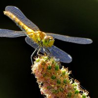 из снятого сегодня 1 :: Александр Прокудин