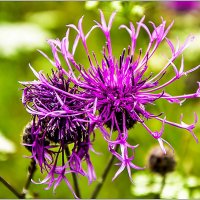 Василёк :: Aquarius - Сергей