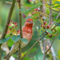 в ягодном лесу ирга созрела ... :: Andrey Bragin в ягодном лесу ирга созрела ... :: Andrey Bragin