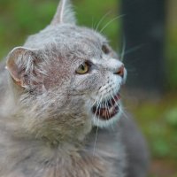 Семён поёт ... :: Andrey Bragin 