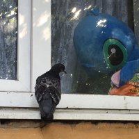 Привет, красавчег! Давай знакомиться... :: Владимир Павлов Привет, красавчег! Давай знакомиться... :: Владимир Павлов