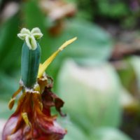 Старость тюльпана. :: Alexey YakovLev Старость тюльпана. :: Alexey YakovLev