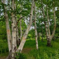 В Ботаническом саду Петрозаводска :: Ирэн 