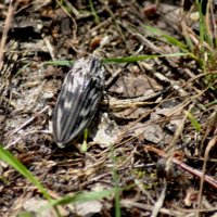 Большая сосновая златка :: Сергей Владимирович Егоров Большая сосновая златка :: Сергей Владимирович Егоров